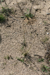 Aristida basiramea