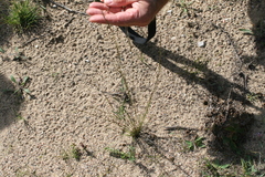 Aristida basiramea