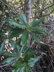 Euclea racemosa macrophylla