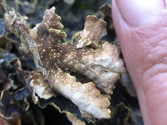 Pseudocyphellaria hawaiiensis