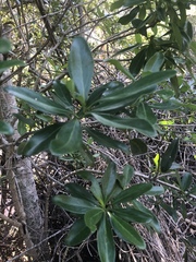 Euclea racemosa macrophylla