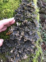 Pseudocyphellaria hawaiiensis