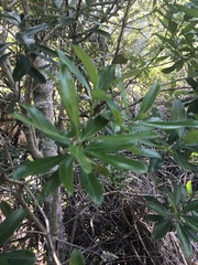 Euclea racemosa macrophylla