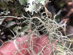 Biatoropsis usnearum