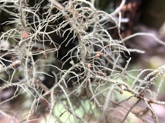 Biatoropsis usnearum