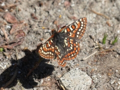 Euphydryas editha
