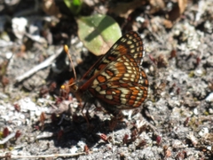 Euphydryas editha