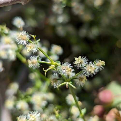 matthews' bedstraw (Galium matthewsii)