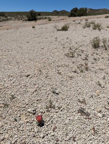Sclerocactus nyensis