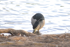Nycticorax nycticorax