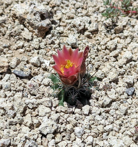 Sclerocactus nyensis