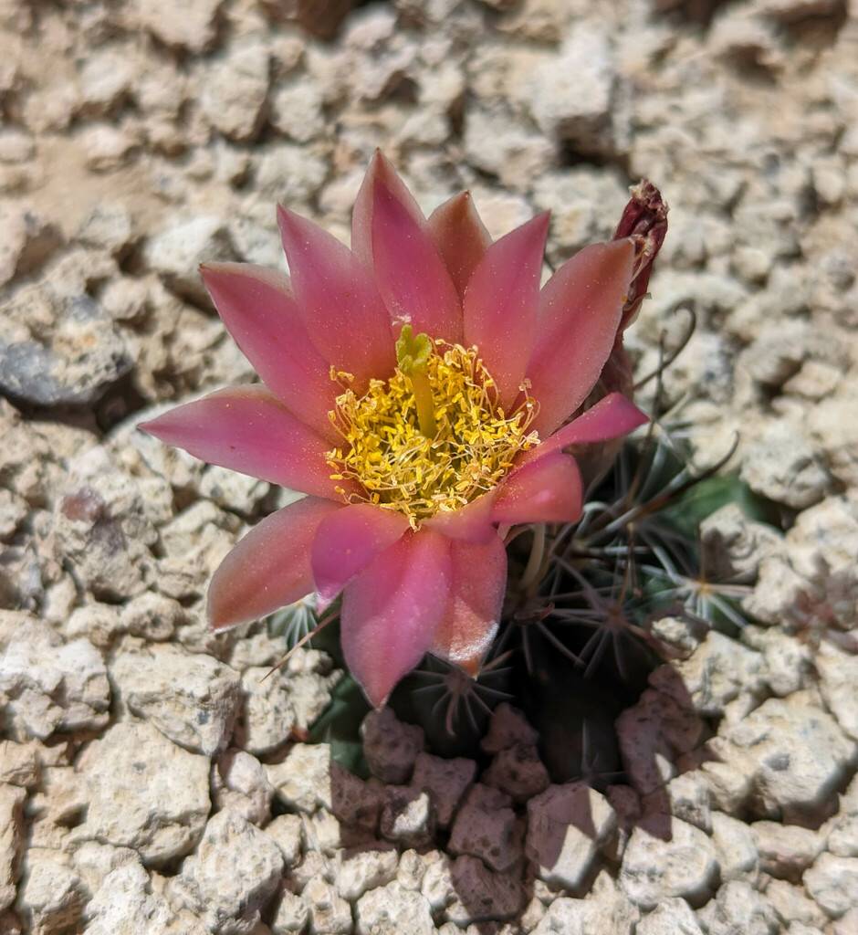 Sclerocactus nyensis, Nevada, US