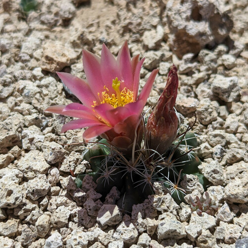 Sclerocactus nyensis
