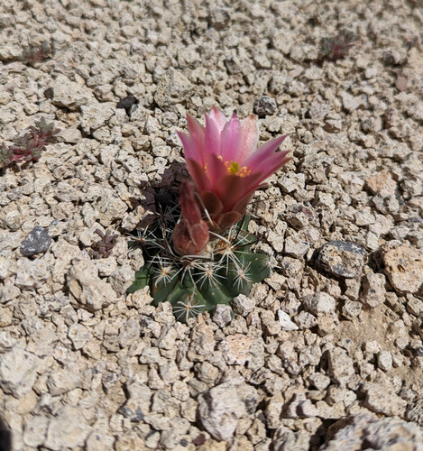 Sclerocactus nyensis