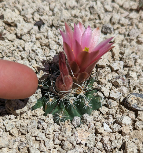 Sclerocactus nyensis