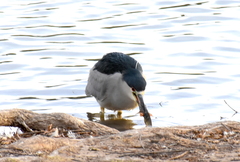 Nycticorax nycticorax