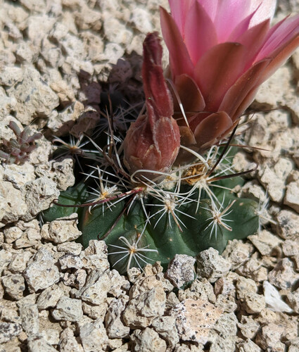 Sclerocactus nyensis