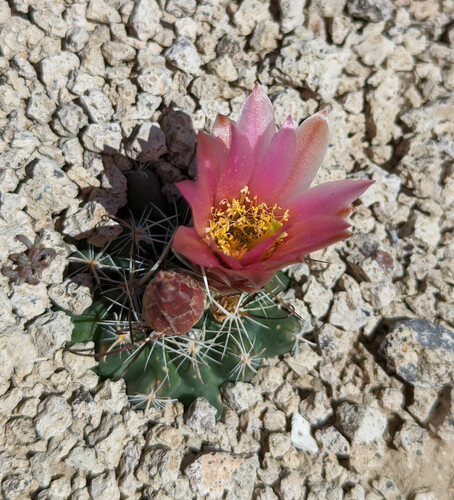 Sclerocactus nyensis