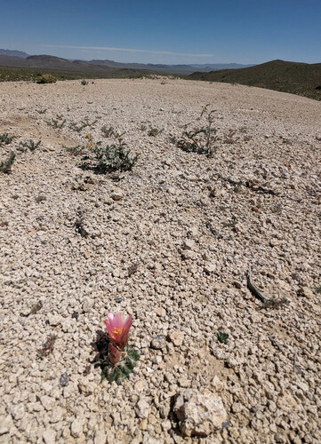 Sclerocactus nyensis