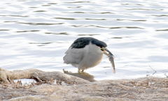 Nycticorax nycticorax