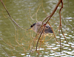 Nycticorax nycticorax