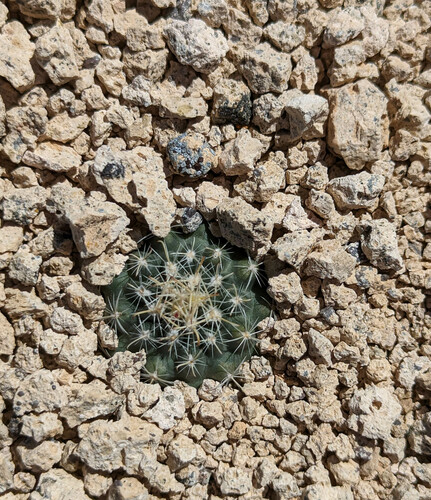Nye County Fishhook Cactus (Sclerocactus nyensis)