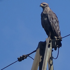 Buteogallus coronatus