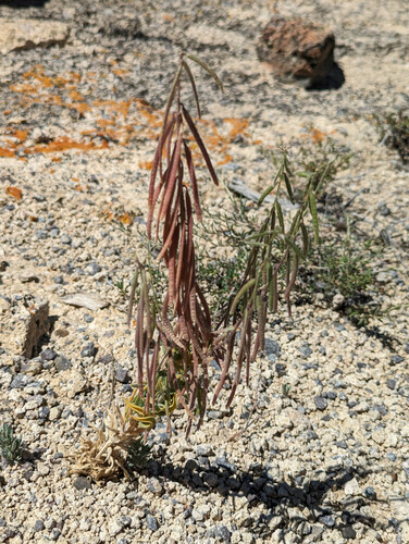 silver rockcress (Boechera puberula)