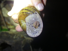 Hedleyella falconeri