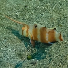 Black-Spot Tuskfish photo 3