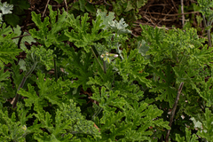 Pelargonium graveolens image