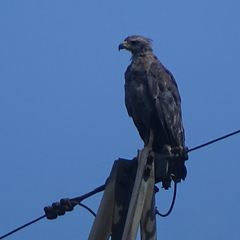 Buteogallus coronatus