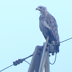 Buteogallus coronatus