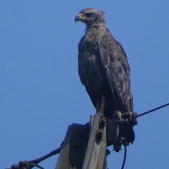 Buteogallus coronatus