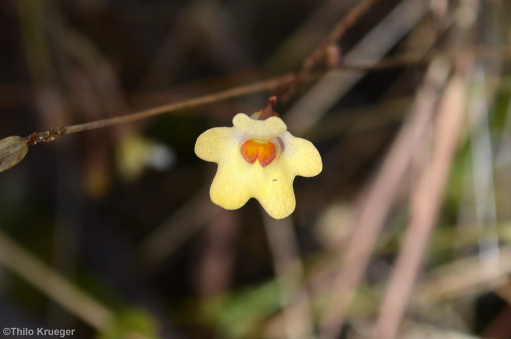 Utricularia chrysantha R.Br. 3