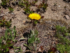 Erigeron aureus