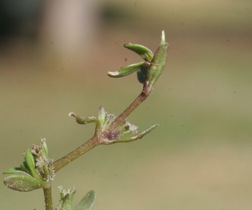 Microcarpaea minima iNat (2)