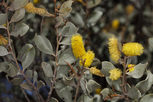 Acacia craspedocarpa, photographed by an iNaturalist contributor