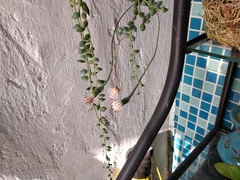 Curio rowleyanus