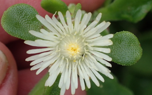 Image of Mesembryanthemum aitonis by (c) Nicola van Berkel, some rights reserved (CC BY-SA)