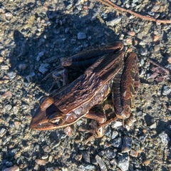Lithobates sphenocephalus utricularius