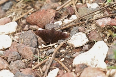 Pellicia arina