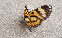 Placidina euryanassa