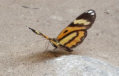 Placidina euryanassa