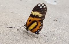 Placidina euryanassa