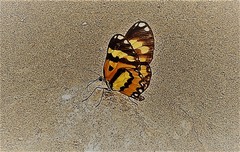 Placidina euryanassa