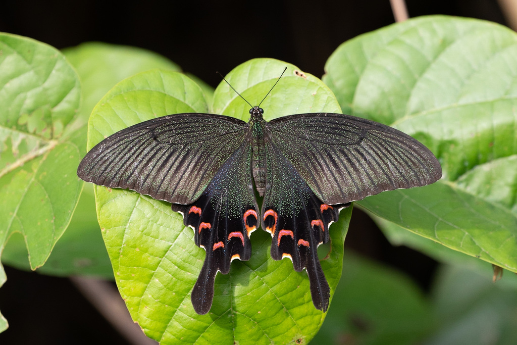 Chinese Peacock Swallowtail from 香港屯門 on October 30, 2022 at 02:45 PM ...