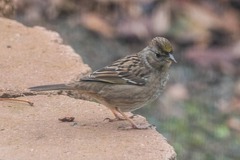 Zonotrichia atricapilla