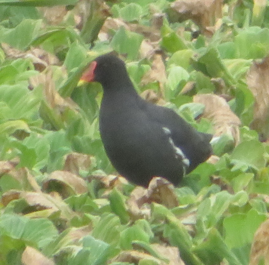 African Common Moorhen from Cape Recife, Gqeberha, South Africa on ...