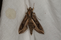Hippotion velox